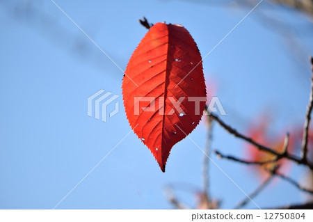 Close-up of cherry leaves that turn red 12750804
