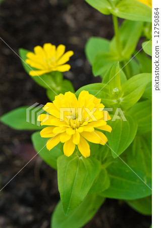 zinnia elegans flowers. 12750864