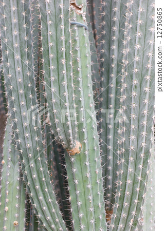 Close up of cactus. 12750865