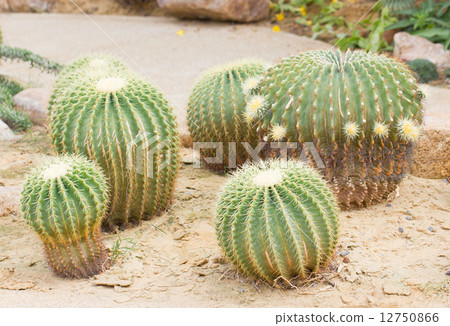 Golden ball cactus. 12750866