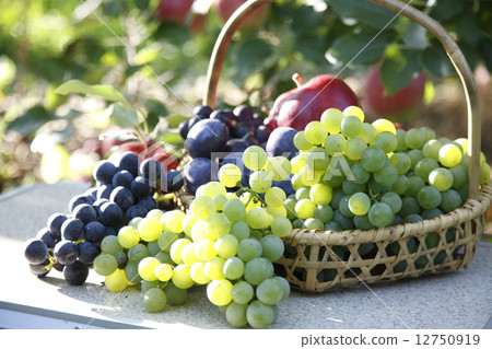 Fruit picking 12750919