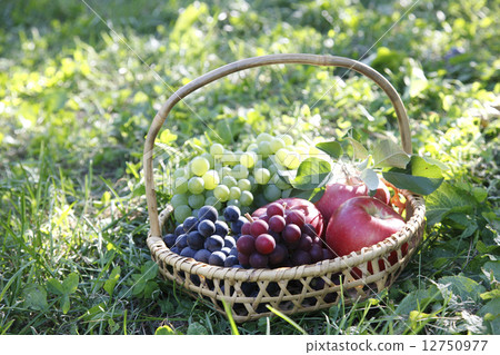 水果採摘 12750977