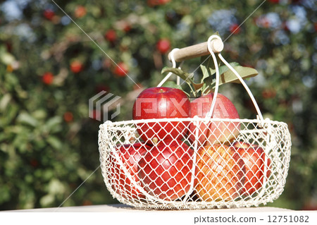 Apple  12751082