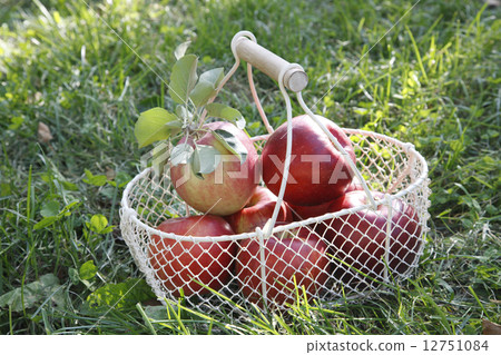 Apple  12751084