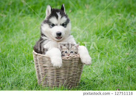 Cute puppy and kitten in basket Cute puppy and kitten in basket 12751118