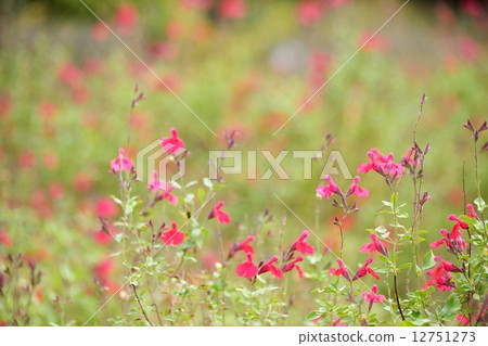 Background of a quiet garden image 12751273