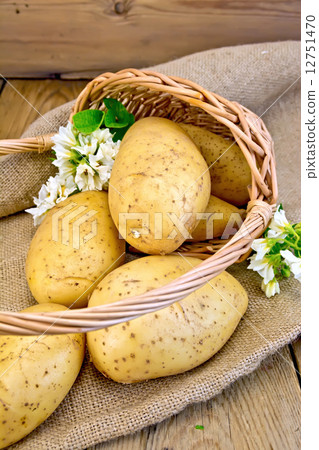 Potatoes yellow in basket with flower on sackcloth and board 12751470