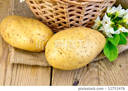 Potatoes yellow with flower and basket on sackcloth 12751476