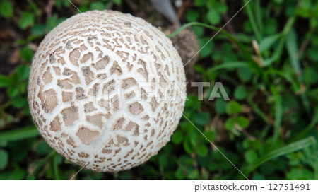 Top view  of white mushroom 12751491