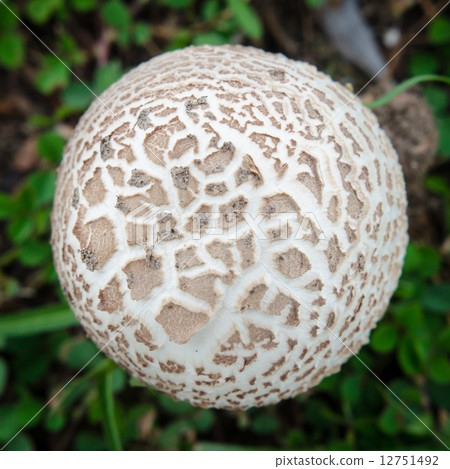 Top view  of white mushroom 12751492