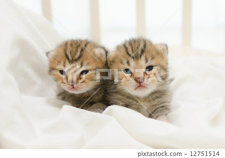 Two newborn kitten of American Shorthair 12751514