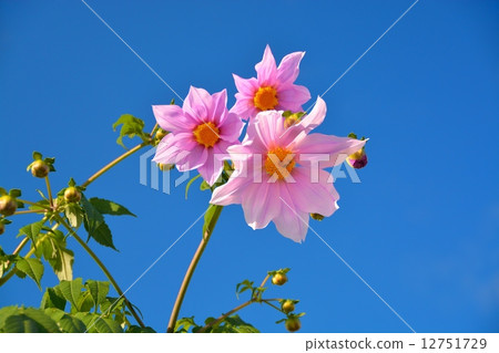 Emperor Dalia 12751729