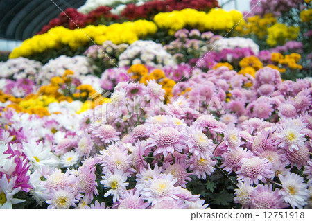 菊花菊花節(北見市) 菊花菊花節(北見市) 12751918
