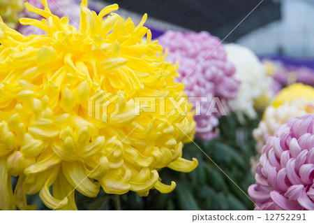 菊花菊花節（北見市） 12752291