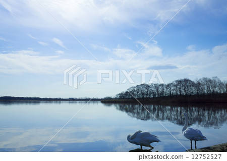 Lake Utonai Swan Swan (Tomakomai City) Lake Utonai Swan Swan (Tomakomai City) 12752527