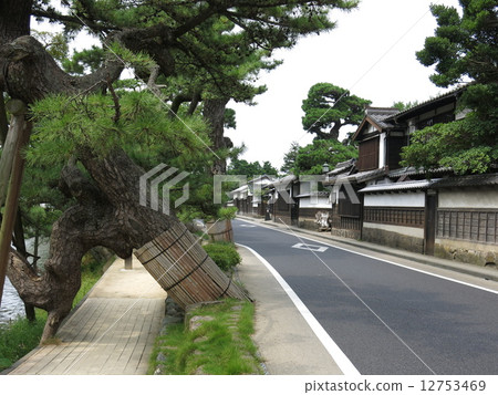 The cityscape of Shiomi Nawate in Matsue City (samurai residence, nursery pine) 12753469