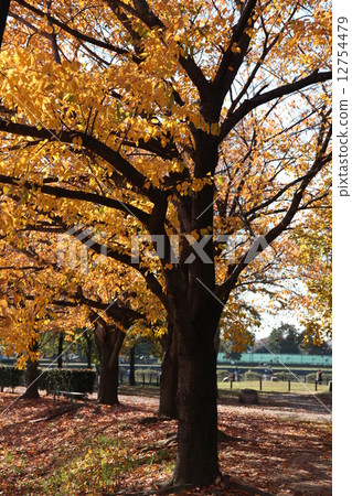 Dewa Park (Koshigaya) 2 Dewa Park (Koshigaya) 2 12754479