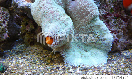 Sea anemone Sea anemone 12754505
