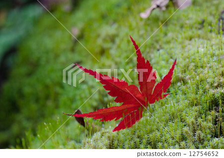 有秋葉和日本雪鬆的被槭樹的葉子 12754652