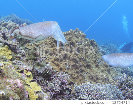 烏賊 烏賊 12754714