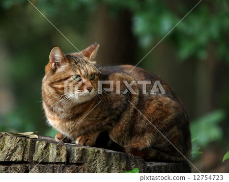 一隻貓坐在樹樁上 12754723