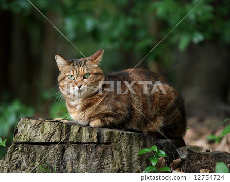 A cat sitting on a stump 12754724