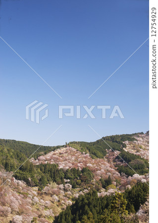 Cherry blossom view Yoshinoyama April Cherry blossom view Yoshinoyama April 12754929