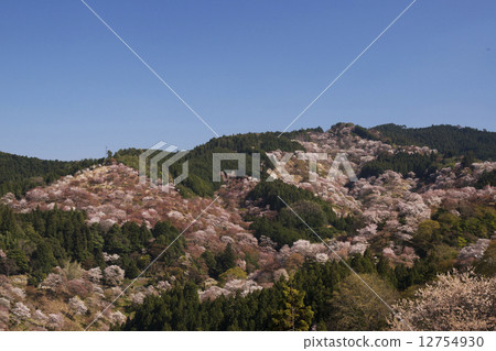 Cherry blossom view Yoshinoyama April 12754930