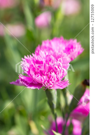 Pink dianthus flower. 12755009