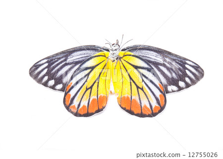 Yellow red butterfly (Painted Jezebel) isolated on white. Yellow red butterfly (Painted Jezebel) isolated on white. 12755026