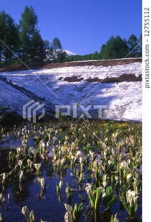 融雪後沼澤上盛開的臭菘 12755112
