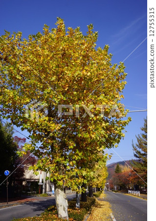Suzukake no Tree Platanus tree 12755315