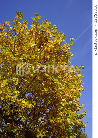 Suzukake沒有樹法國梧桐樹 12755316