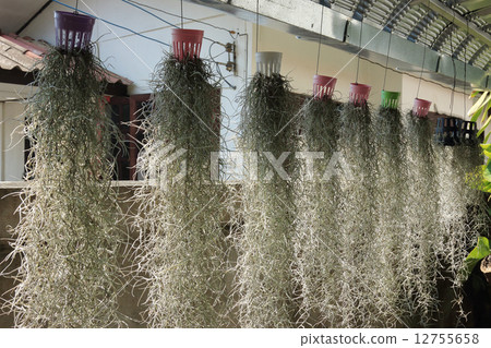 home decorated garden with spanish moss hanging strand 12755658