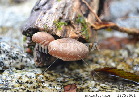 mushroom 12755661