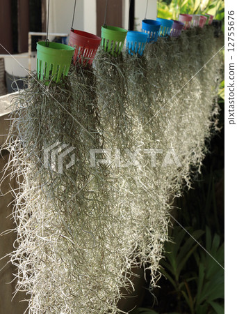 home decorated garden with spanish moss hanging strand home decorated garden with spanish moss hanging strand 12755676