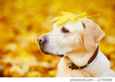 Dog in autumn 12756086