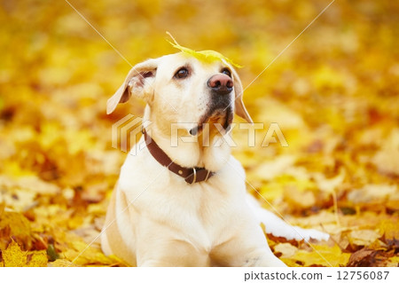 Dog in autumn 12756087