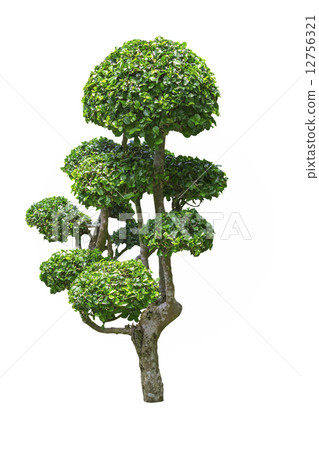 Fukien tea tree 12756321