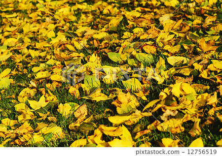 Autumn background Autumn background 12756519