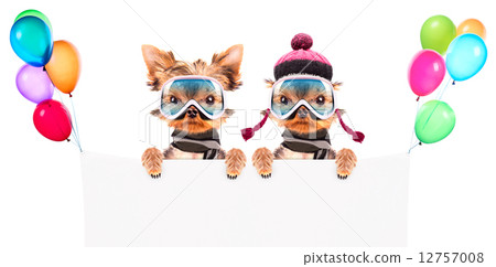 dog dressed as skier with banner dog dressed as skier with banner 12757008