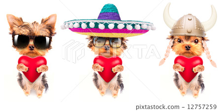lover valentine  puppy dog with a red heart 12757259