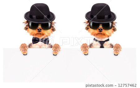 Dog dressed as mafia gangster with banner Dog dressed as mafia gangster with banner 12757462