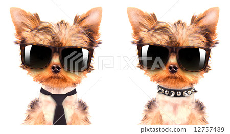 dog wearing a shades dog wearing a shades 12757489