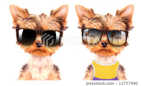 tourist dog tourist dog 12757490