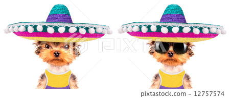 dog wearing a mexican hat 12757574