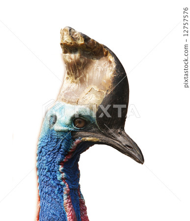 Southern cassowary 12757576