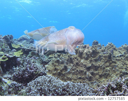 Kobushime Kobushime 12757585