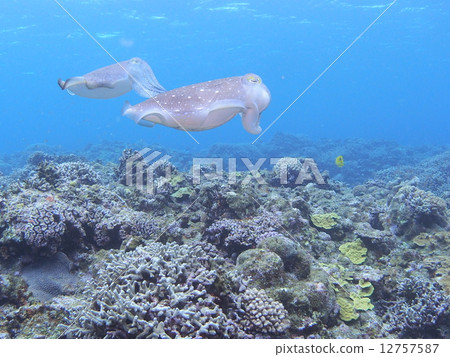 烏賊 烏賊 12757587