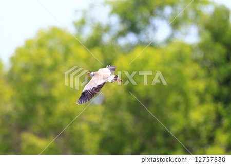 蒙面田鳧 12757880